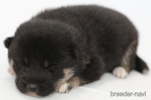 成約済の神奈川県のミックス犬-341601の2枚目